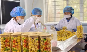 Nâng chất sản phẩm OCOP