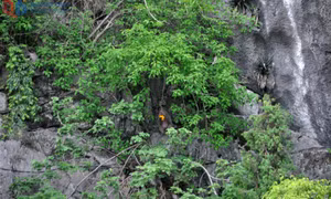 Núi Bài Thơ xanh…