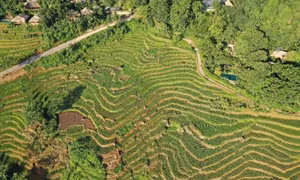Pù Luông mùa lúa chín