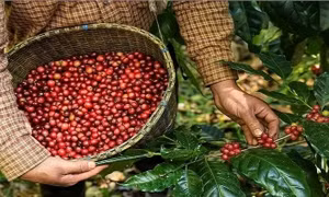 Từ cà phê đến công nghệ cao: Xuất khẩu Việt Nam vẽ đường đi giữa "mây mù" kinh tế