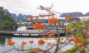 Một năm bừng sắc "Thành phố của hoa"