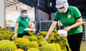 Trái cây Việt ra sao khi Trung Quốc tăng nhập khẩu của nước khác?