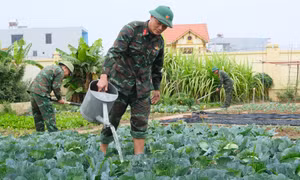 Ban CHQS TX Quảng Yên: Vượt khó tăng gia sản xuất tốt