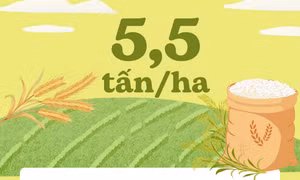 5,5 tấn/ha - là ước tính năng suất bình quân vụ lúa xuân toàn tỉnh năm nay