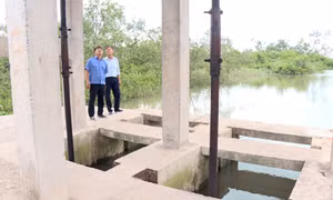 Chủ động tu bổ hệ thống đê điều