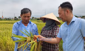 Tập trung thu hoạch vụ lúa xuân