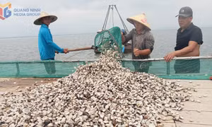 Huyện Hải Hà: Đẩy nhanh tiến độ giao, cho thuê mặt nước, bãi triều NTTS