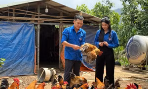 Chủ động làm giàu, dựng xây quê hương
