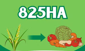 825ha - là diện tích đất trồng lúa kém hiệu quả trên toàn tỉnh được đã được chuyển đổi sang trồng các loại cây có giá trị kinh tế cao hơn