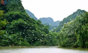 Vườn cò ở Thung Nham