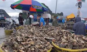 Giảm áp lực lên biển từ khâu chế biến thuỷ sản