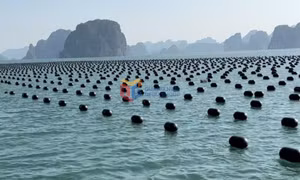 Đầu tư trọng điểm cho nông sản chủ lực