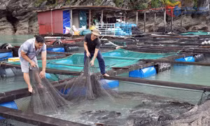 Phát triển kinh tế biển gắn với du lịch trải nghiệm trên vịnh Bái Tử Long