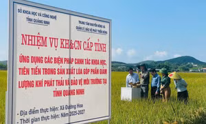 Thúc đẩy sản xuất lúa theo hướng giảm phát thải