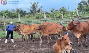 Đảm bảo bao phủ vắc-xin trên tổng đàn gia súc, gia cầm