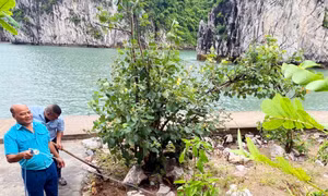 Vườn thực vật trên vịnh Hạ Long