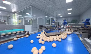 Điểm sáng đổi mới công nghệ trong chế biến nông sản