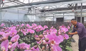 Sức bật từ tái cơ cấu ngành nông nghiệp