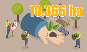 10.366 ha - là diện tích rừng được trồng mới trên toàn tỉnh từ đầu năm đến nay