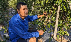 Hội Nông dân xã Kỳ Thượng: Hỗ trợ nông dân phát triển sản xuất