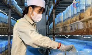Quảng Ninh tăng cường thực thi quyền sở hữu trí tuệ, xử lý nghiêm các hành vi vi phạm