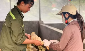 Khẩn trương tiêm phòng bảo vệ đàn vật nuôi