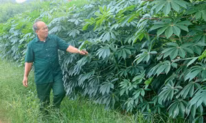 Cựu thanh niên xung phong làm kinh tế giỏi