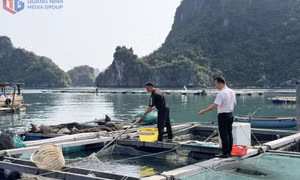 Hiệu quả vốn vay uỷ thác từ ngân sách tỉnh