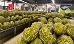 Đơn giản hóa cấp mã số vùng trồng, cơ sở đóng gói phục vụ xuất khẩu nông sản