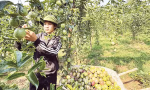 Mở “luồng xanh” rau quả sang Trung Quốc