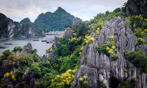 Hoa Phát tài núi khoe sắc trên vịnh Hạ Long