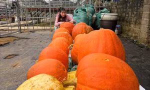 Xã Hoành Mô trồng thành công giống bí ngô khổng lồ