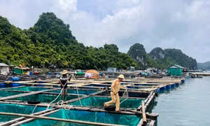 Cảnh sát đường thủy, Phòng CSGT, kêu gọi tàu thuyền về tránh trú bão
