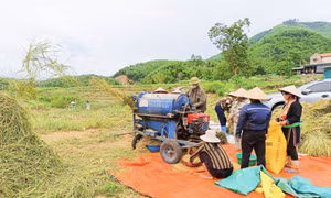 Ba Chẽ phát triển nông, lâm nghiệp theo chuỗi giá trị