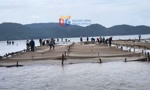 Xã Đầm Hà: Xử lý 83ha diện tích nuôi trồng thủy sản trái phép