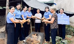 Hỗ trợ sinh kế, tạo điểm tựa an sinh cho phụ nữ vươn lên