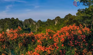 Bông mộc - Loài cây Sách đỏ giữa miền Di sản