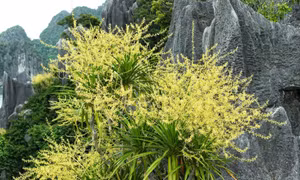 Phất dụ núi - Biểu tượng sức sống trên vịnh Hạ Long