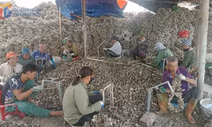 Đầm Hà chấn chỉnh hoạt động các cơ sở sơ chế hàu