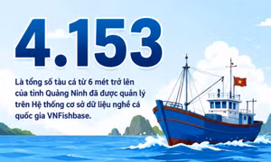 4.153 - là số tàu cá từ 6 mét trở lên của Quảng Ninh đã được quản lý trên VNFishbase