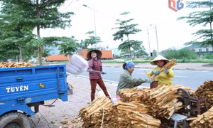 Hoành Mô phát huy lợi thế nông, lâm nghiệp