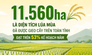 11.560 ha - là diện tích lúa mùa đã được gieo cấy trên toàn tỉnh