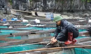 Đặc khu Vân Đồn chủ động các phương án, quyết tâm giảm thiểu thiệt hại do bão số 1