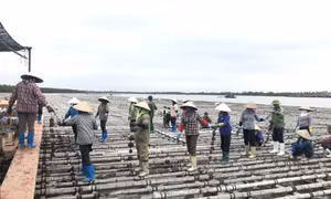 Nuôi thủy sản trên biển chưa tương xứng tiềm năng