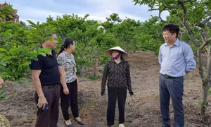 Nhân lên những tỷ phú nông dân