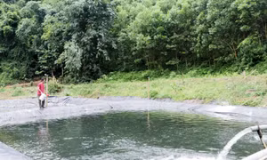 Nuôi cá tầm trên đỉnh Khe San