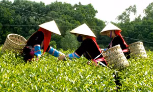 Nâng cao giá trị cho cây chè Hải Hà