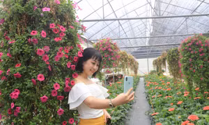 Du lịch nông nghiệp: Cách làm của Bình Liêu