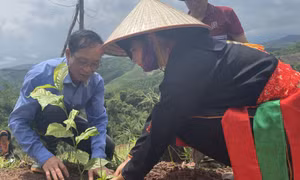 Ngành Ngân hàng Quảng Ninh trồng mới 10ha rừng gỗ lớn 
