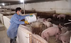 Giá lợn hơi tăng mạnh, người chăn nuôi vẫn thận trọng việc tái đàn